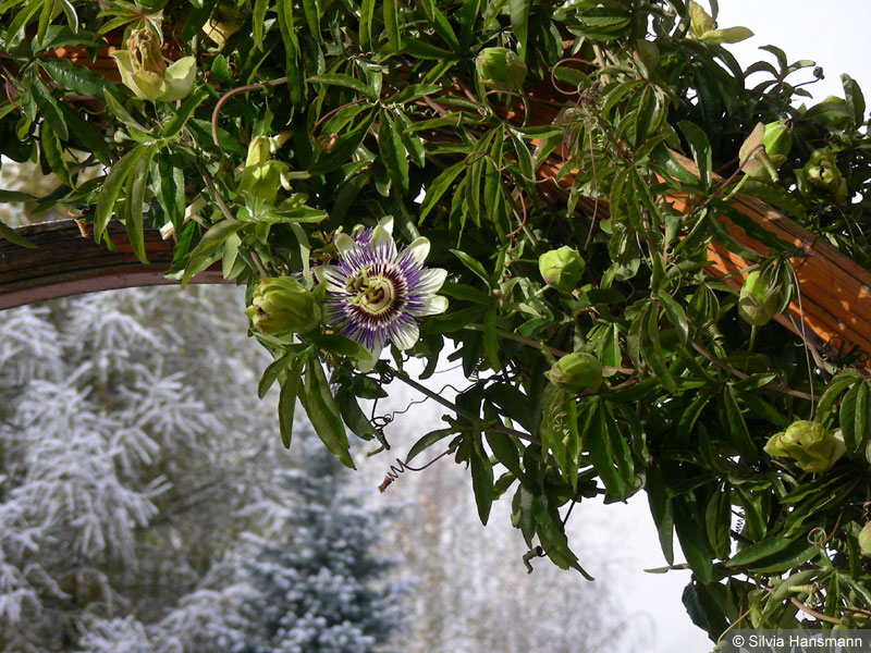 Passionsblume, Schnee, Winter, Passiflora caerulea
