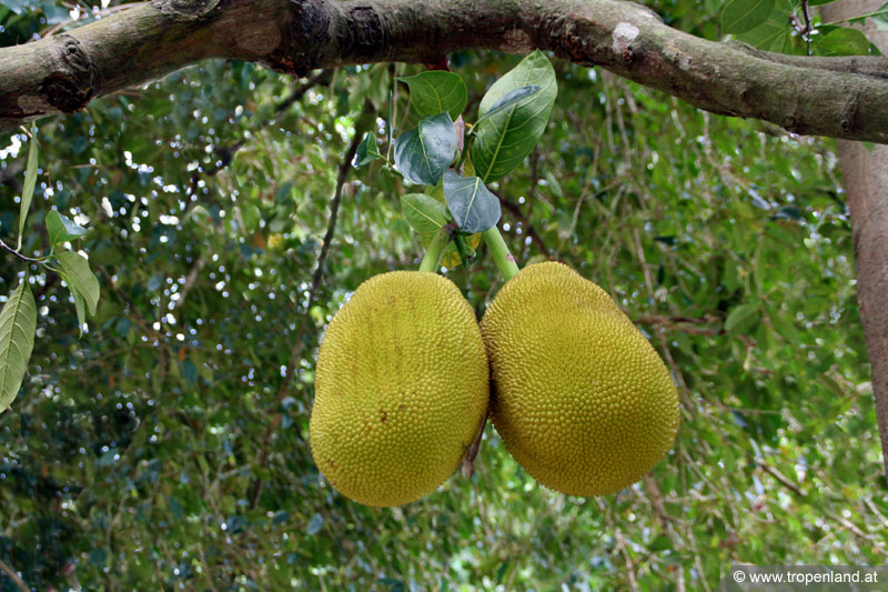 Jackfrucht Jackfruit, Artocarpus heterophyllus Frucht