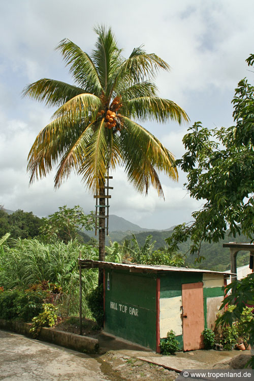 Kokosnuss Leiter Bar nuesse reif ernte coconut ladder klettern palme palm