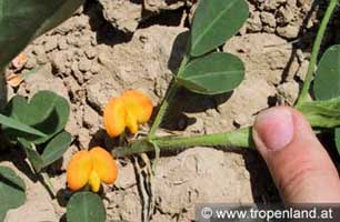 Erdnuss - Arachis hypogaea