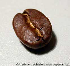 Kaffee - Coffea arabica