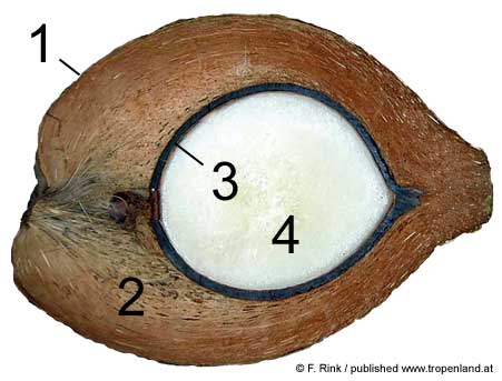 Kokospalme - Cocos nucifera