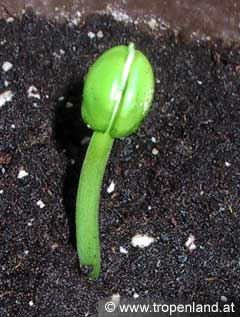 Tamarinde - Tamarindus indica