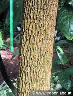 Tamarinde - Tamarindus indica
