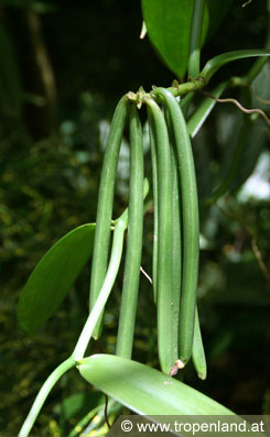 Vanille - Vanilla planifolia